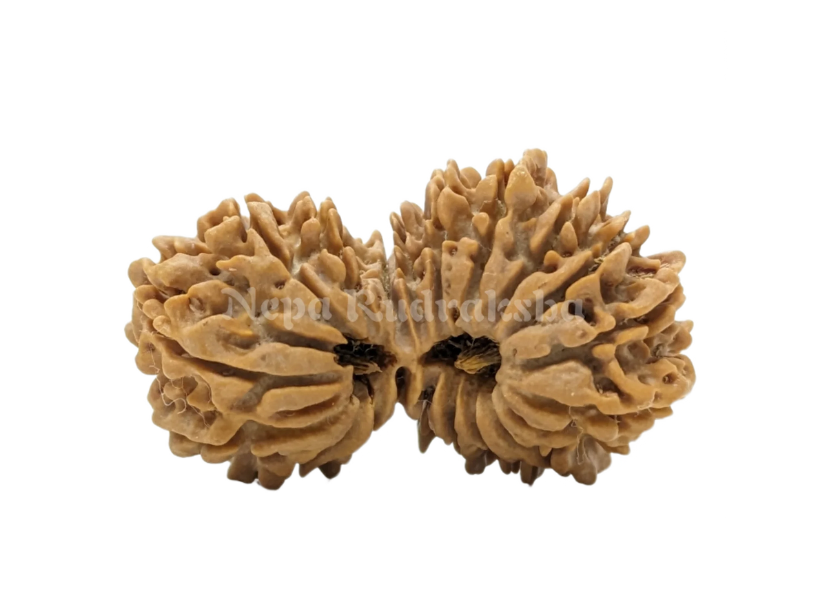 Super Heavy 9 Mukhi Nepali Gauri Shankar Rudraksha from Nepali , Shiv popular Parvati 31 mm IGL Certified 100% Original Genuine Bead, Super Quality