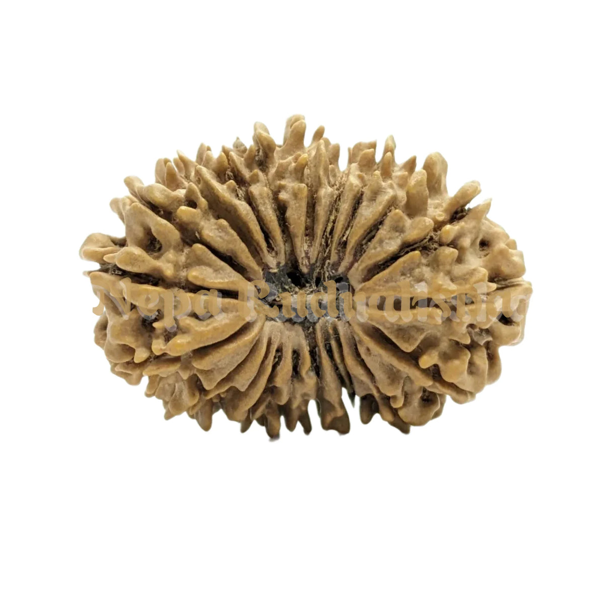 Buy Twenty one Mukhi 34mm [X-Ray Certified] - only at Nepa Rudraksha
