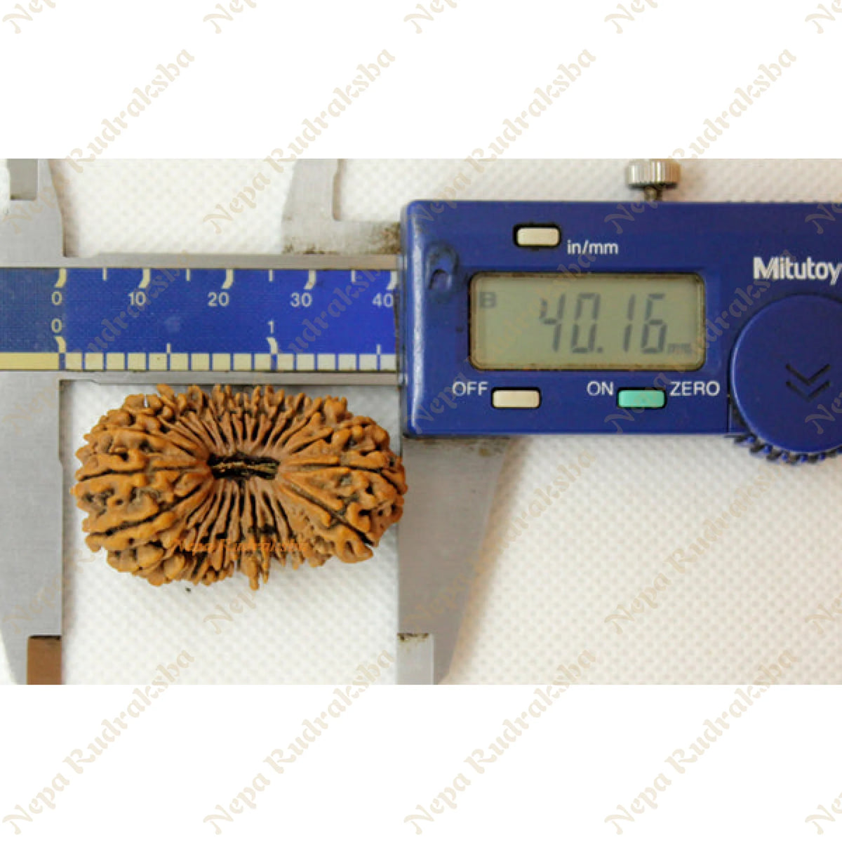 miruku様　ファブリックトレイ Buy 24 Mukhi rudraksha 40mm [X-Ray Certified] - only at Nepa Rudraksha