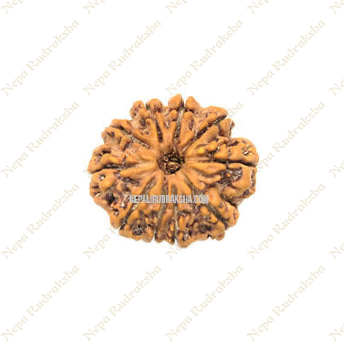 10 Mukhi Rudraksha / Collector Ten Face Rudraksha - shops Nepal - {28 mm - 29 mm}