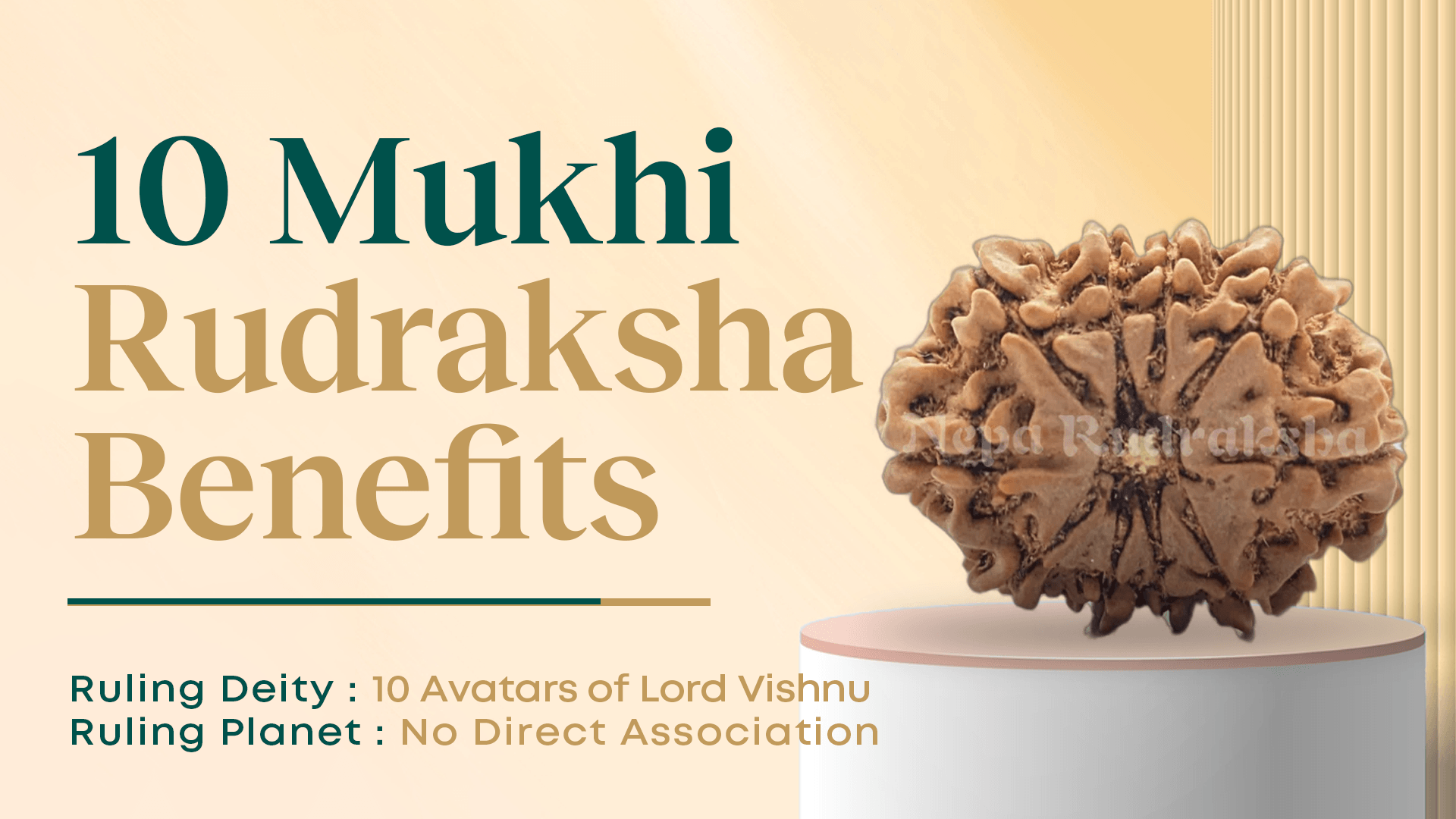 Ten Mukhi Rudraksha Benefits (10 Face Rudraksha)