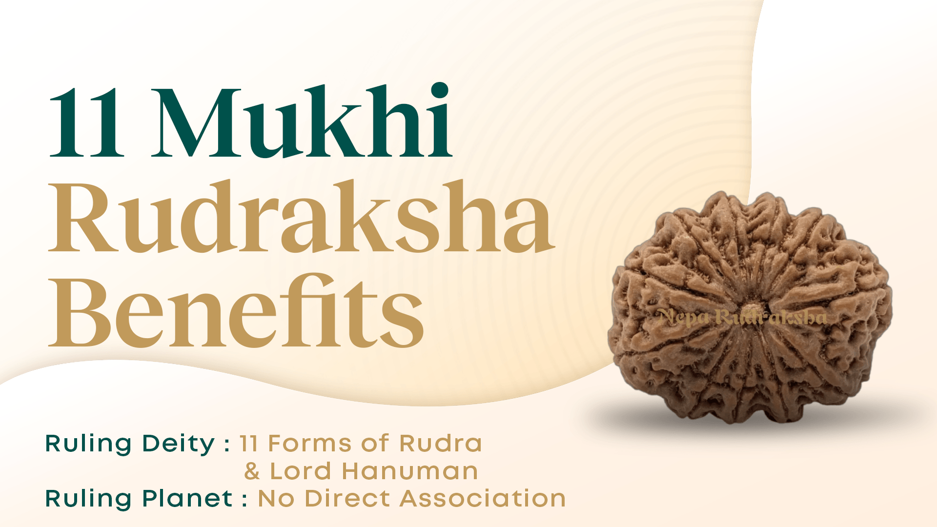 11 Mukhi Rudraksha Benefits (11 Face Rudraksha)