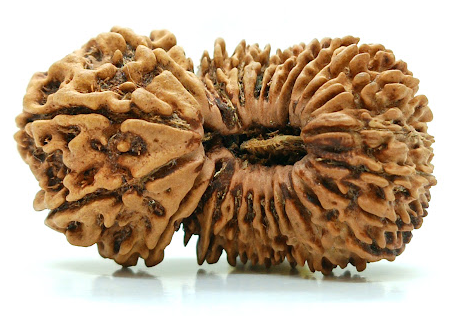 Top 10 Most Exclusive Rudraksha Found on Planet Earth - Nepa Rudraksha
