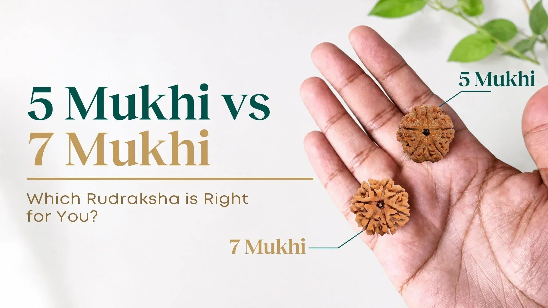 5 Mukhi vs 7 Mukhi Rudraksha — Jupiter's Clarity or Saturn's Karmic Power?