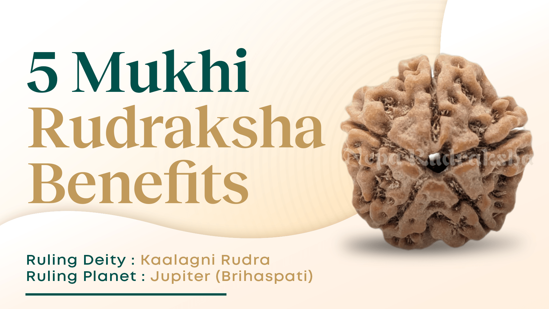 Benefits of 5 Mukhi Rudraksha (Panchamukhi Rudraksha)