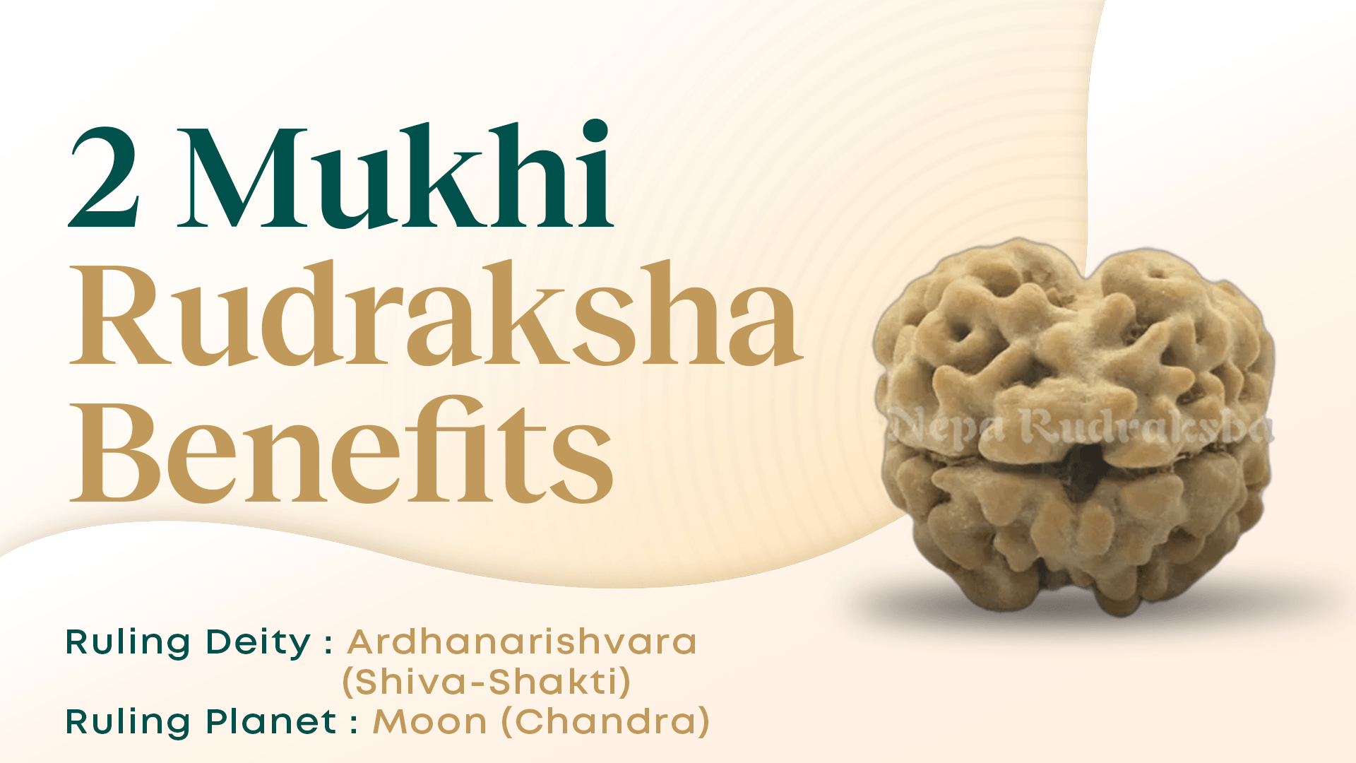 Benefits of Two Mukhi Rudraksha (Two Faced Rudraksha)