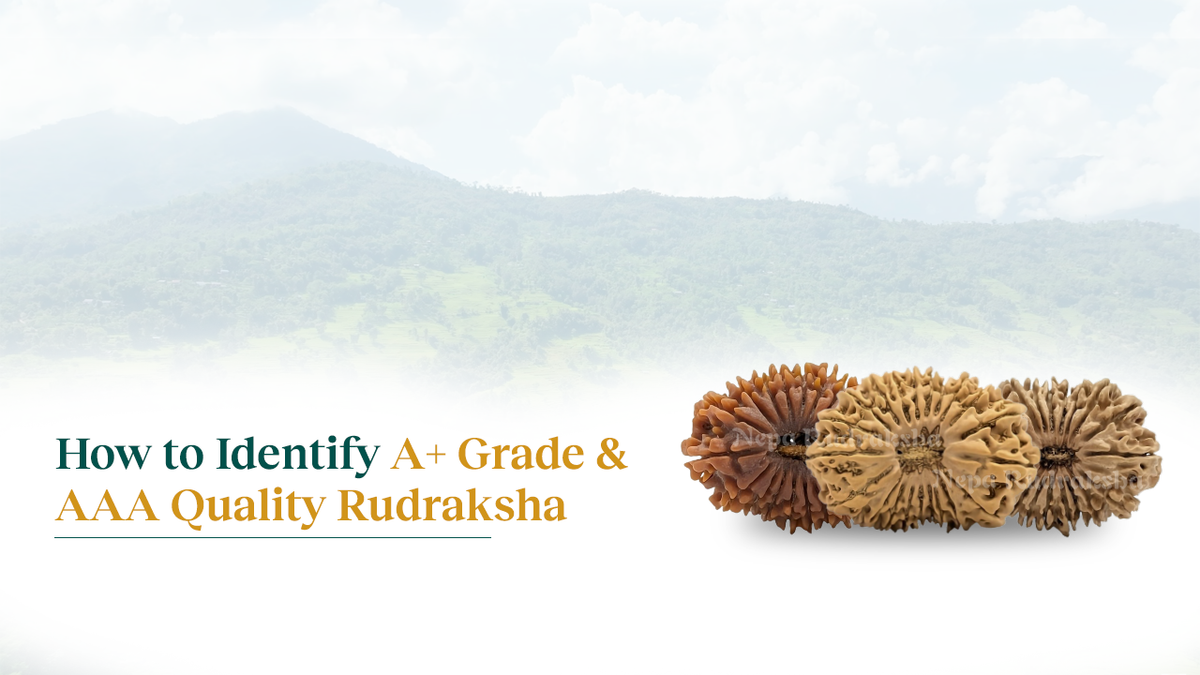 How to Identify AAA Grade Real Rudraksha Beads