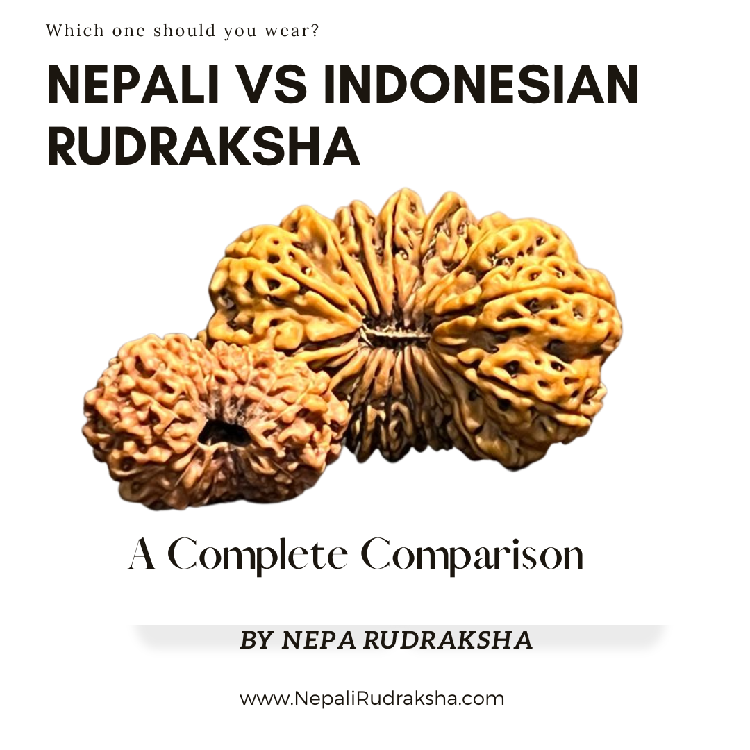 The Ultimate Comparison between Nepali and Indonesian Rudraksha, which one is right for you? - Nepa Rudraksha