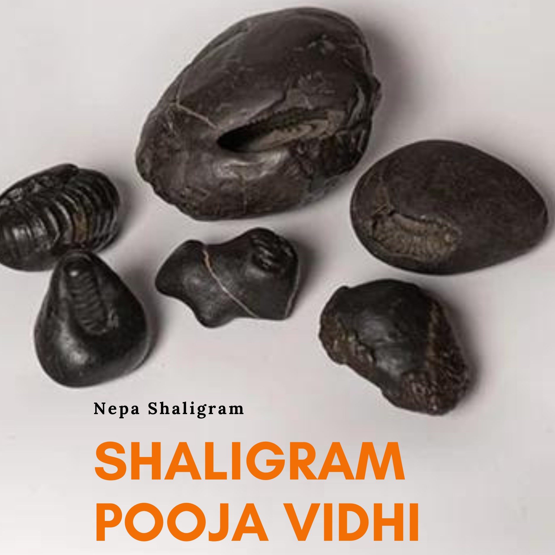 The Ultimate Beginners Guide to Worshipping Shaligram (Shaligram Pooja Vidhi) by Nepa Rudraksha - Nepa Rudraksha