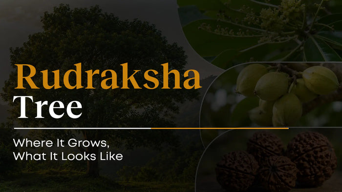 Rudraksha Tree: Where It Grows & Why Nepal Produces the Best