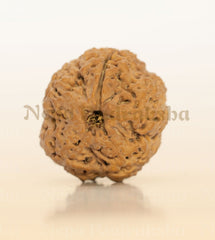 1 Mukhi Rudraksha