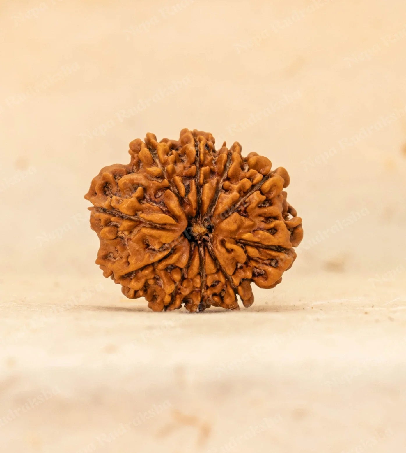 10 Mukhi Rudraksha