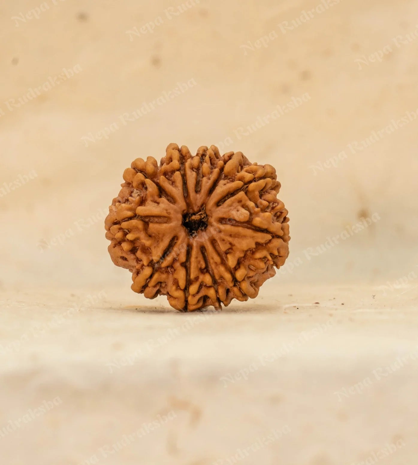 11 Mukhi Rudraksha