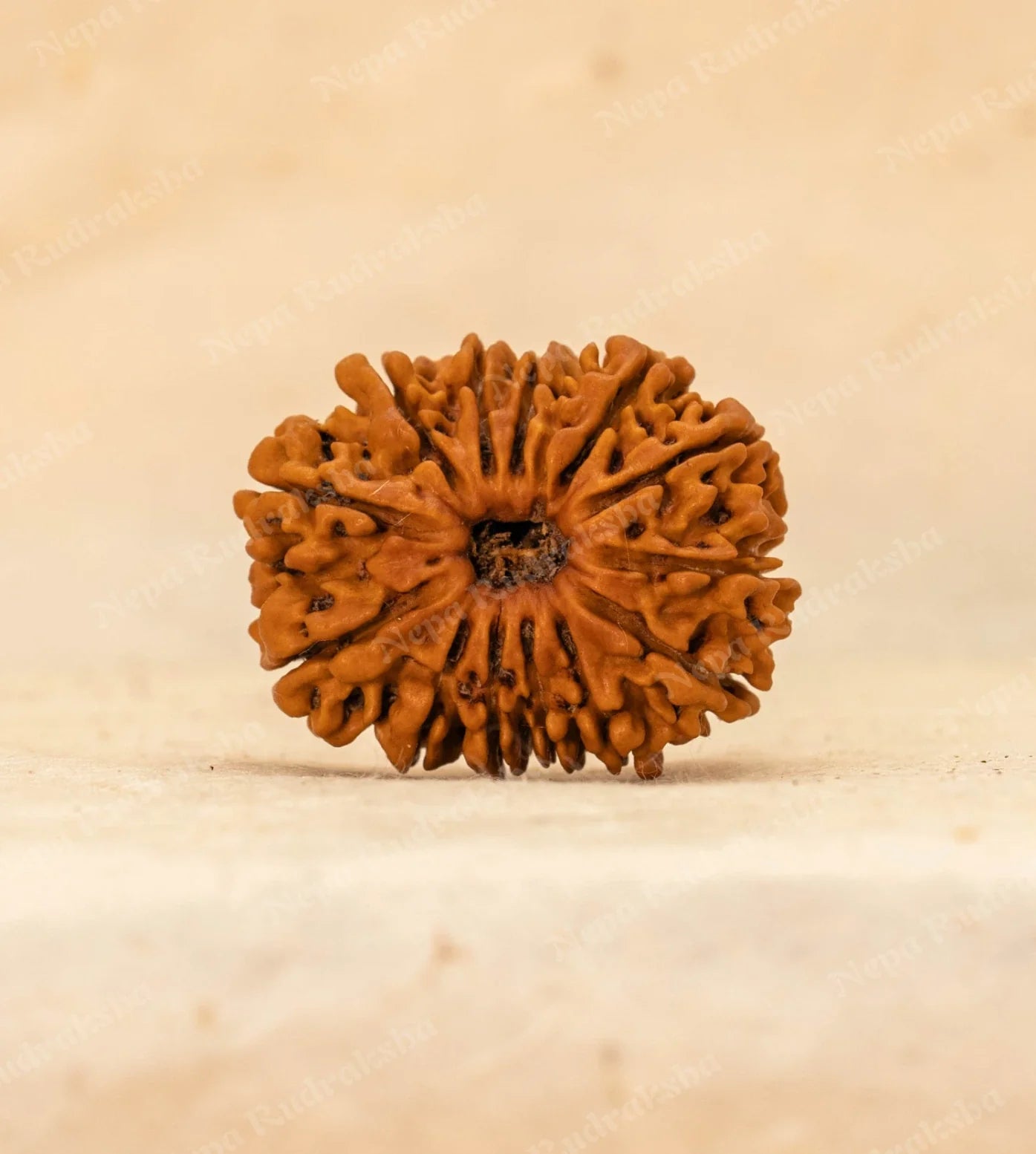 13 Mukhi Rudraksha