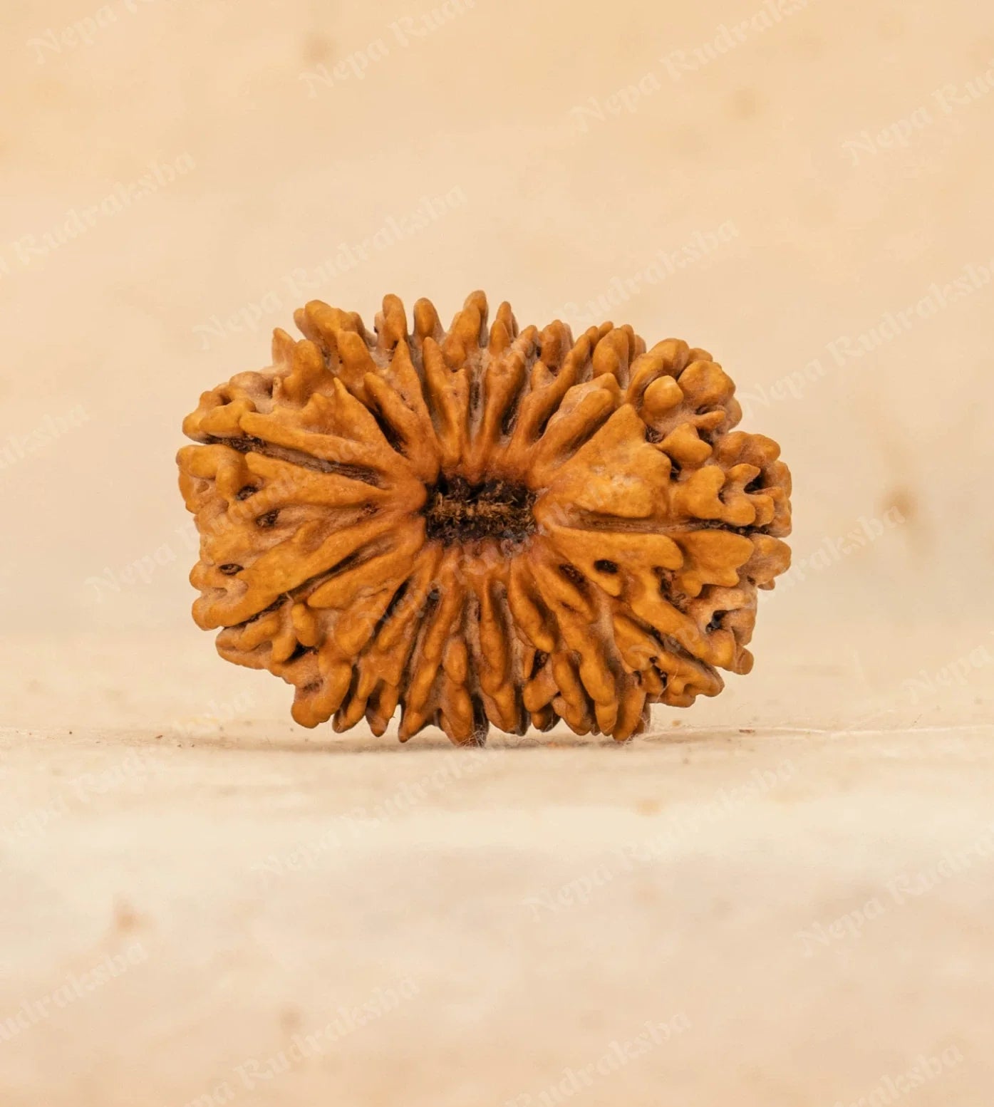 15 Mukhi Rudraksha
