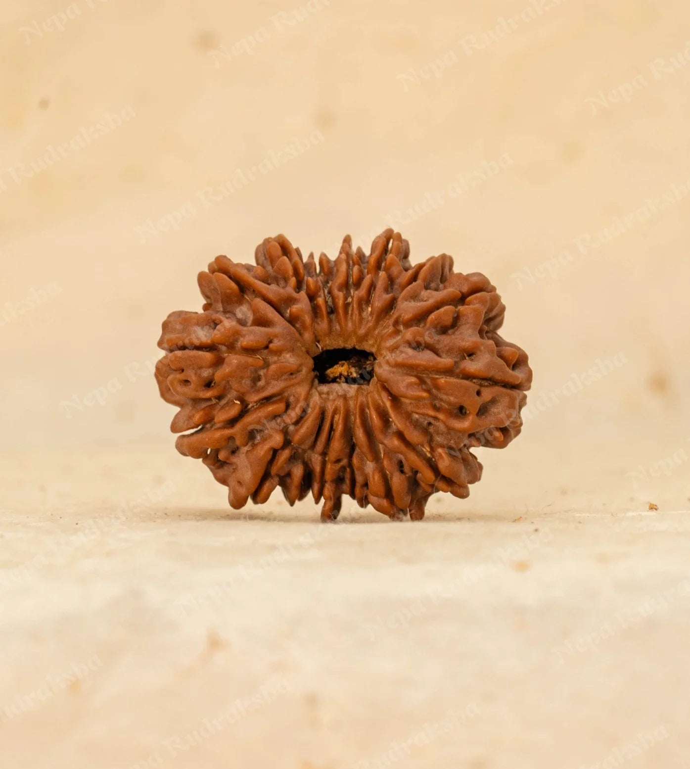 16 Mukhi Rudraksha