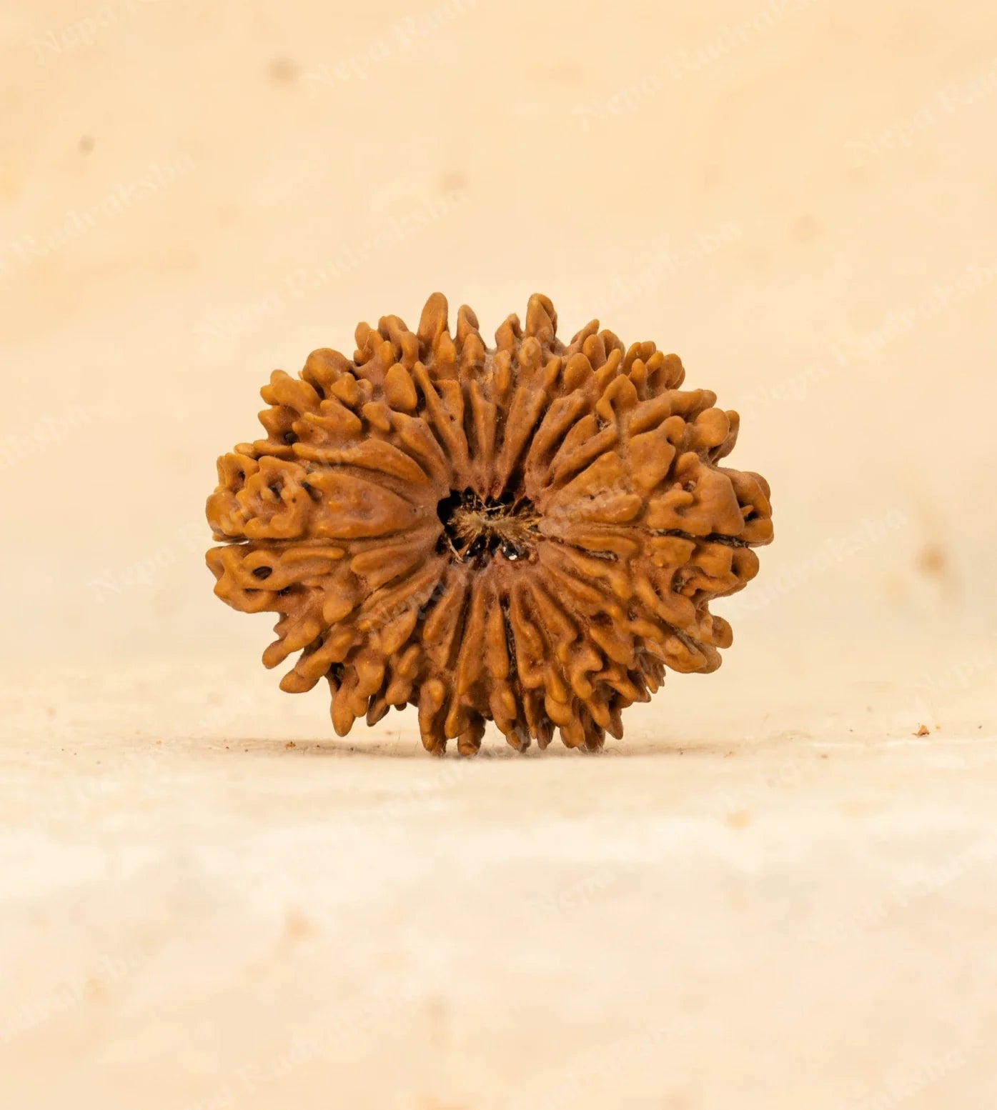 17 Mukhi Rudraksha