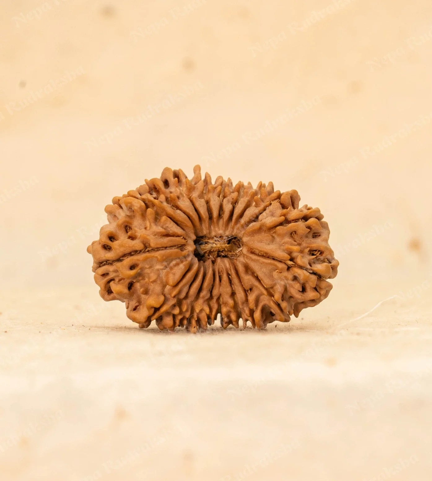 19 Mukhi Rudraksha