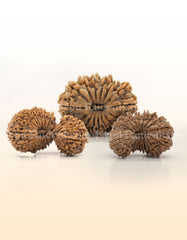 Rudraksha