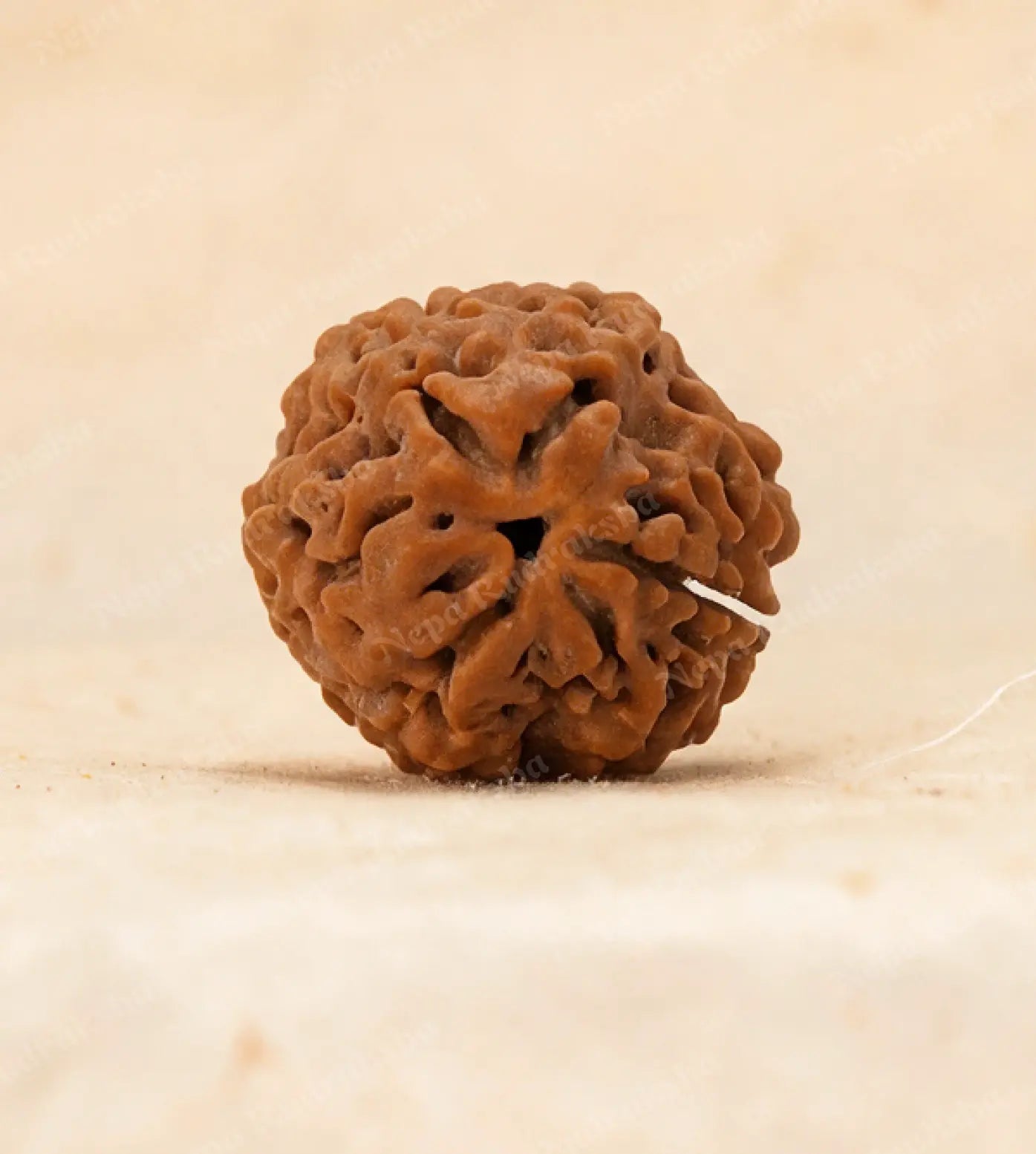 1 Mukhi Rudraksha