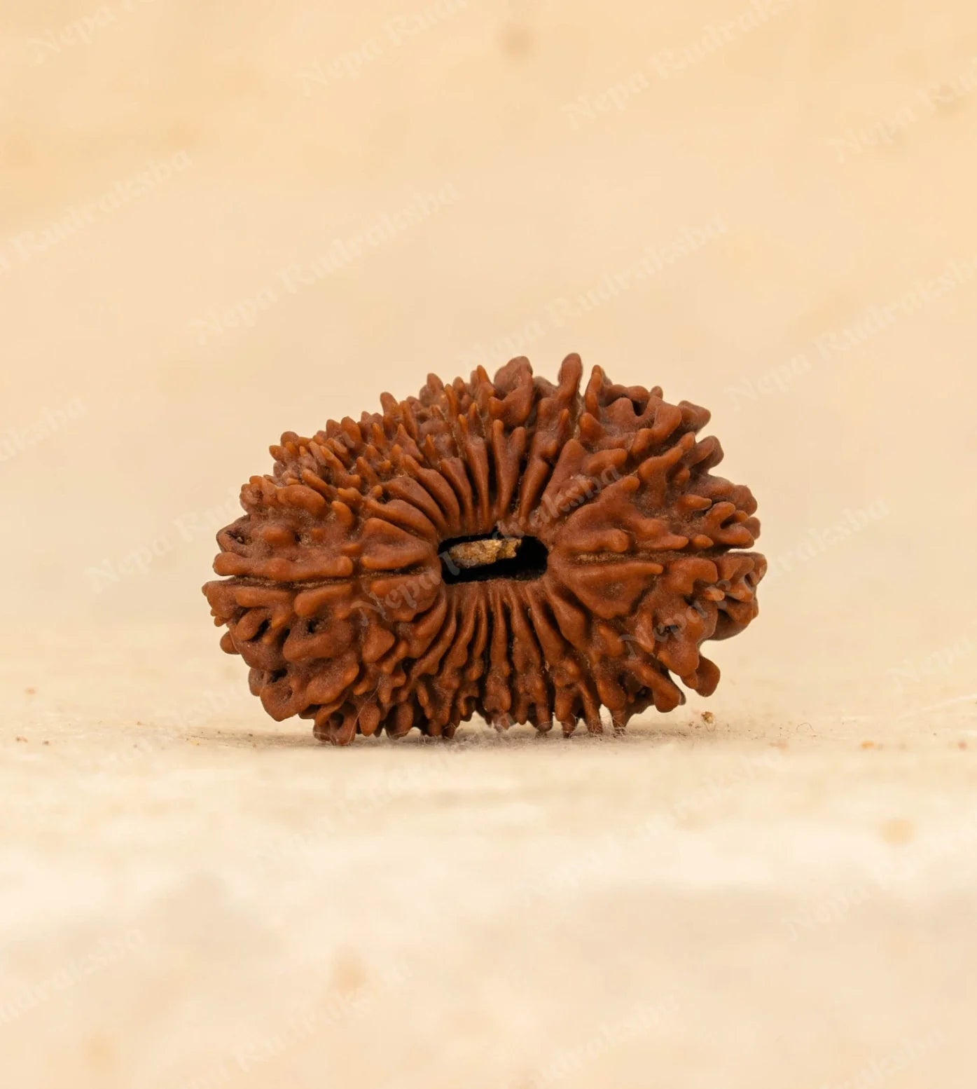 20 Mukhi Rudraksha