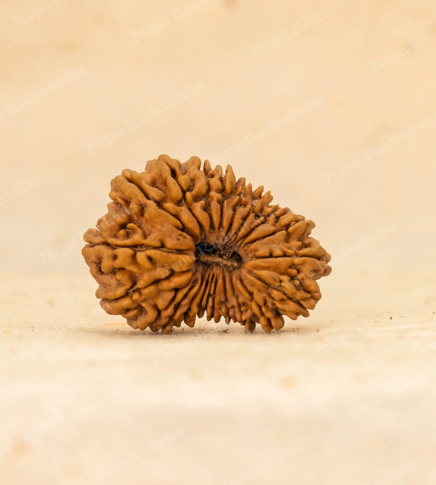 21 Mukhi Rudraksha
