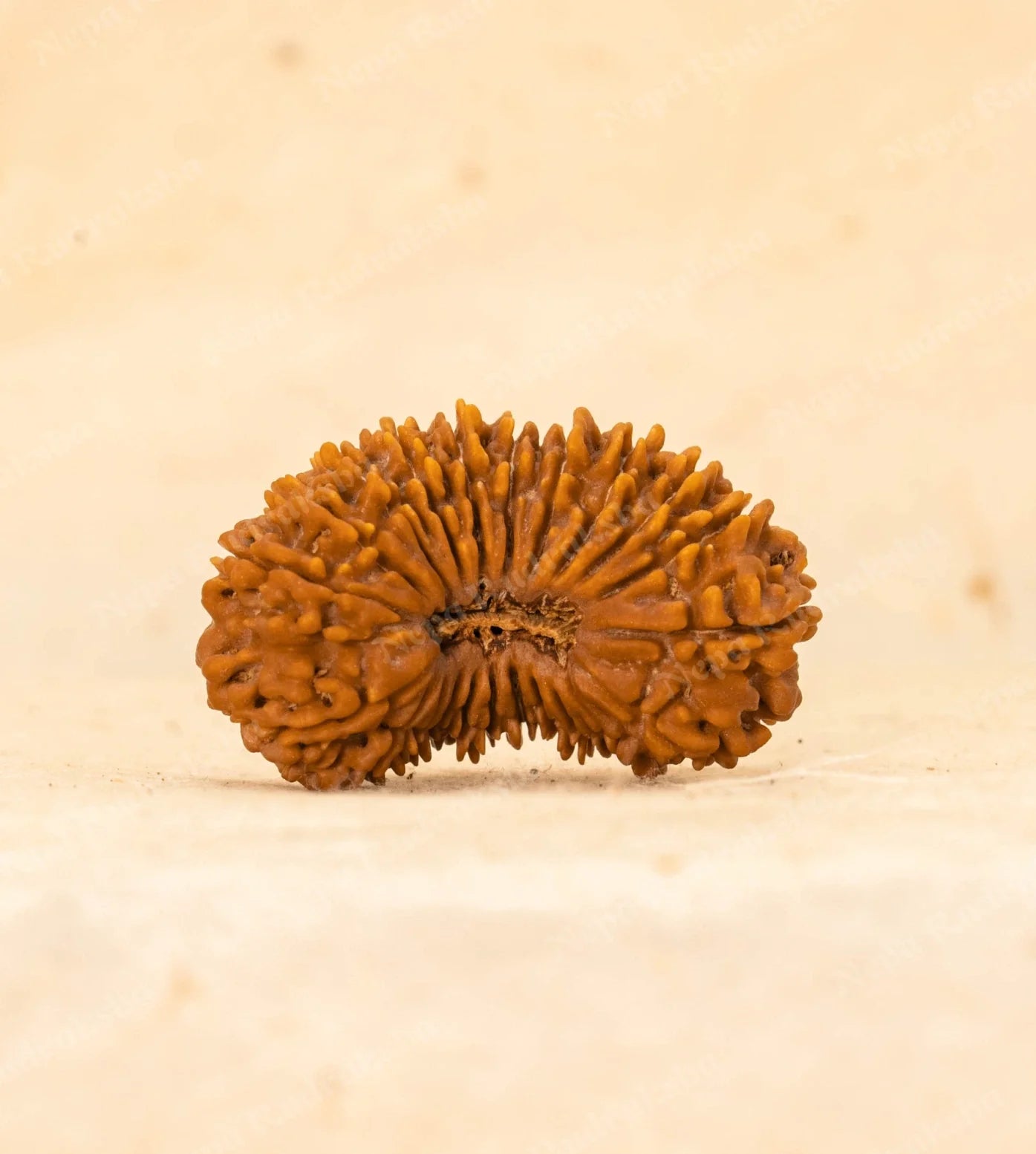 22 Mukhi Rudraksha