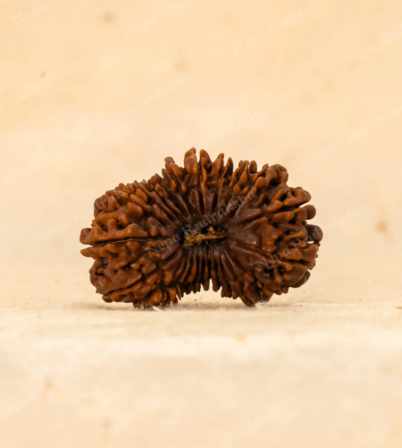 23 Mukhi Rudraksha