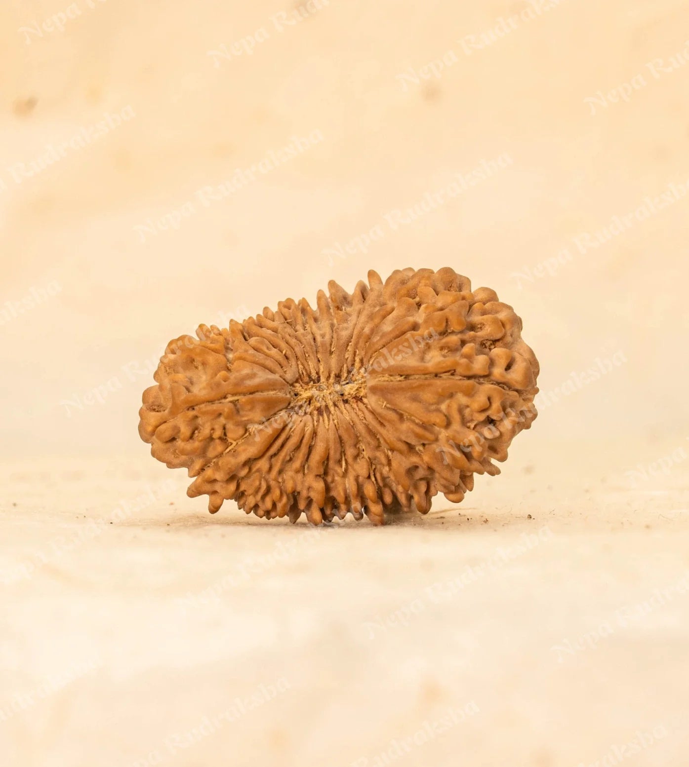 24 Mukhi Rudraksha