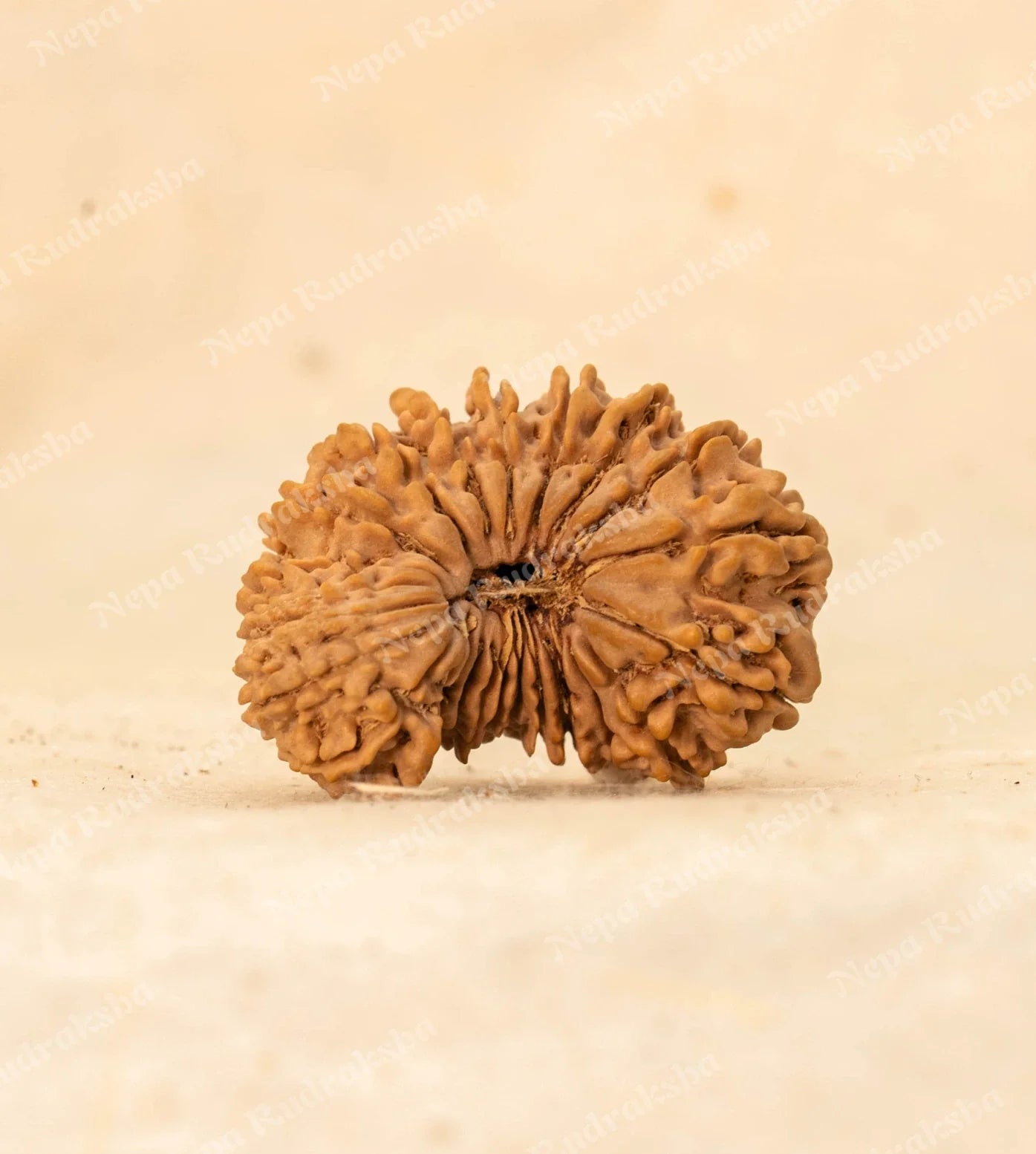 25 Mukhi Rudraksha