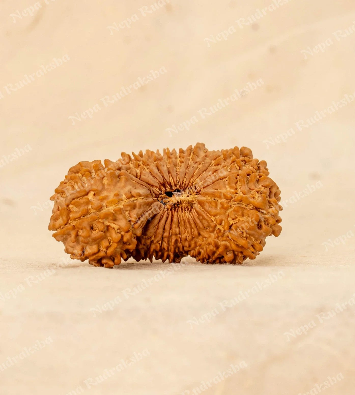 26 Mukhi Rudraksha