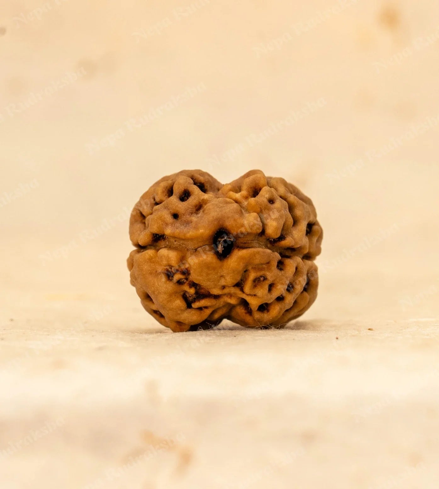 2 Mukhi Rudraksha