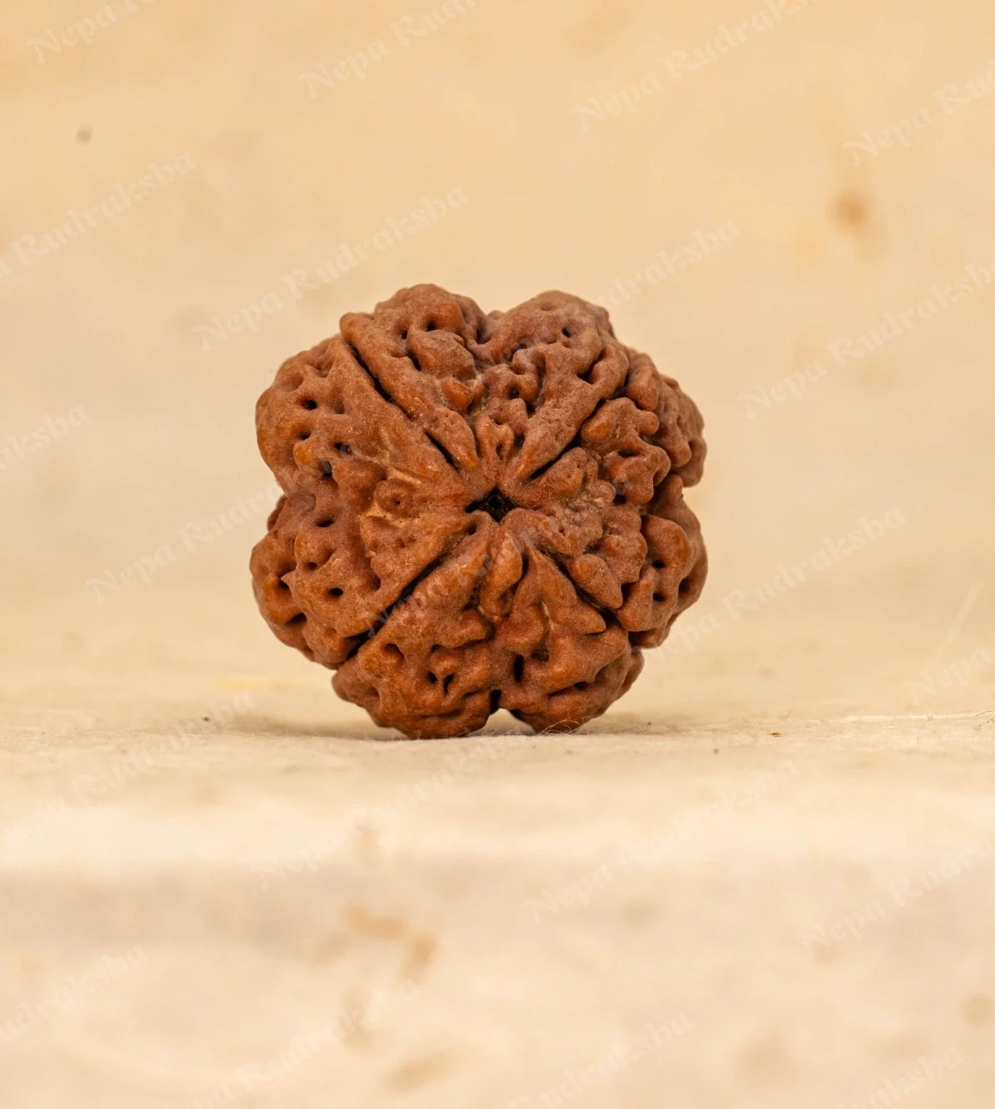 4 Mukhi Rudraksha