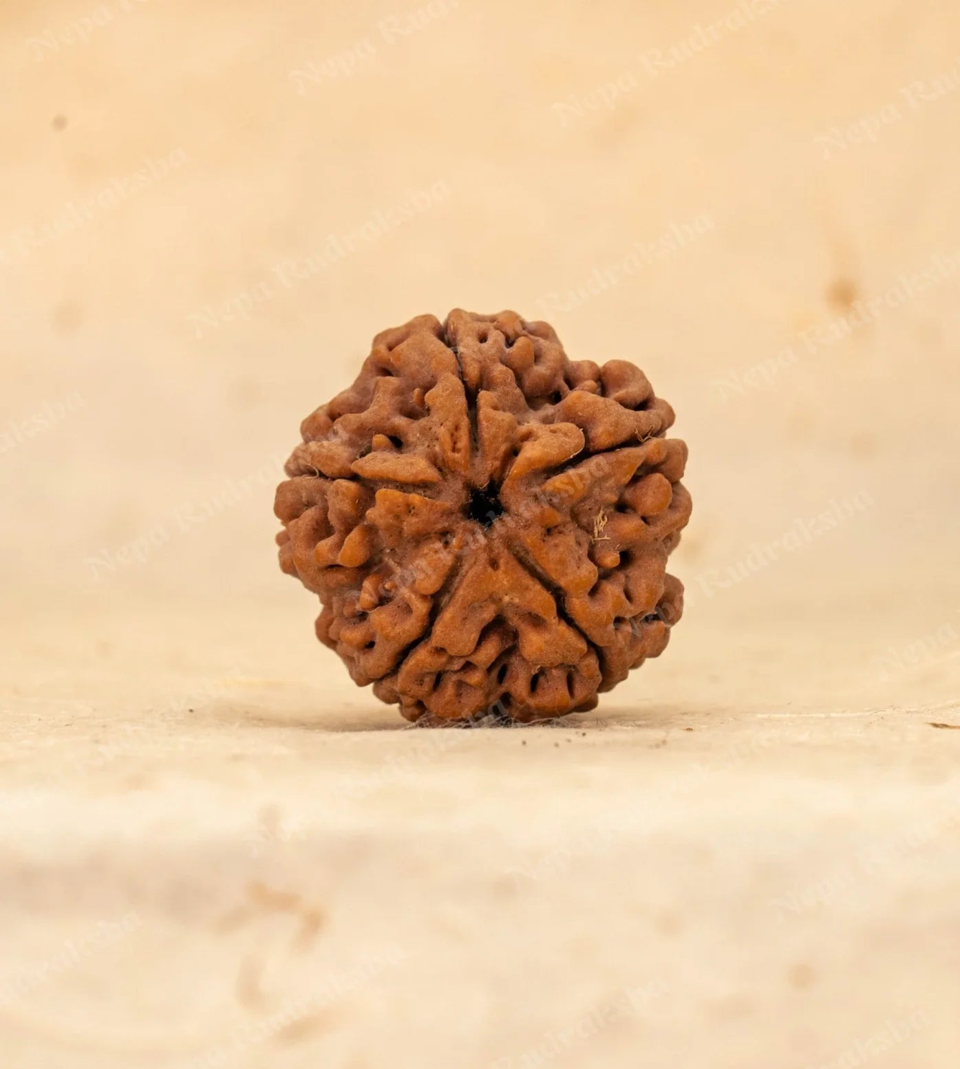5 Mukhi Rudraksha
