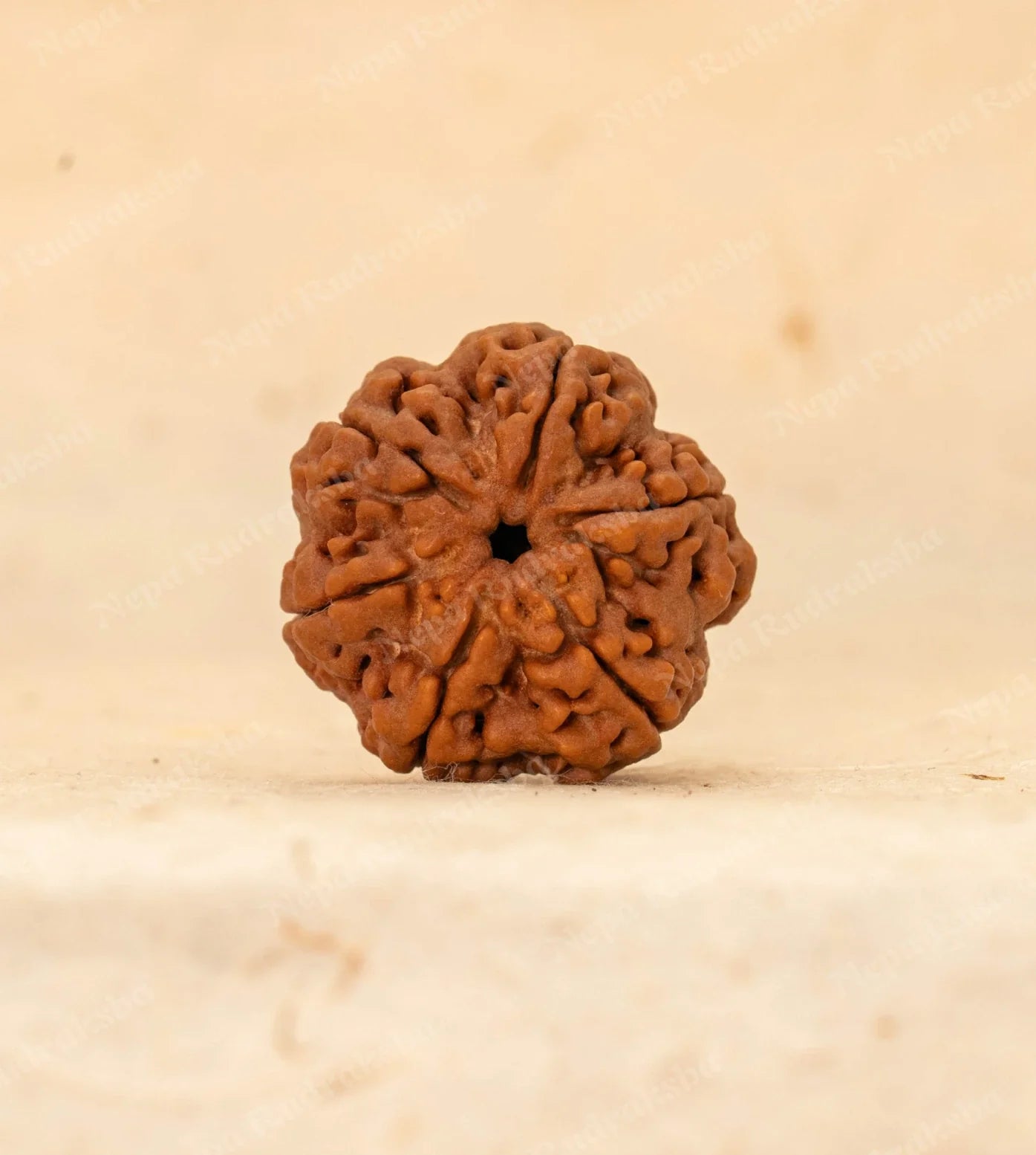6 Mukhi  Rudraksha