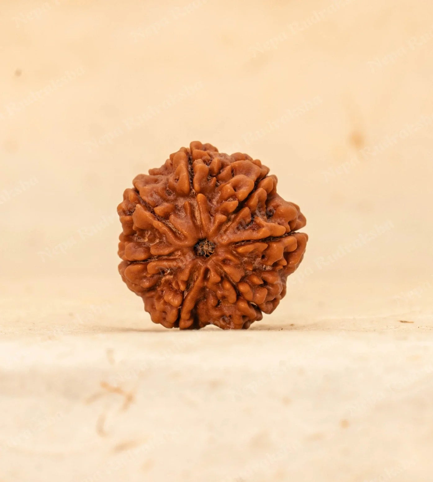 7 Mukhi Rudraksha