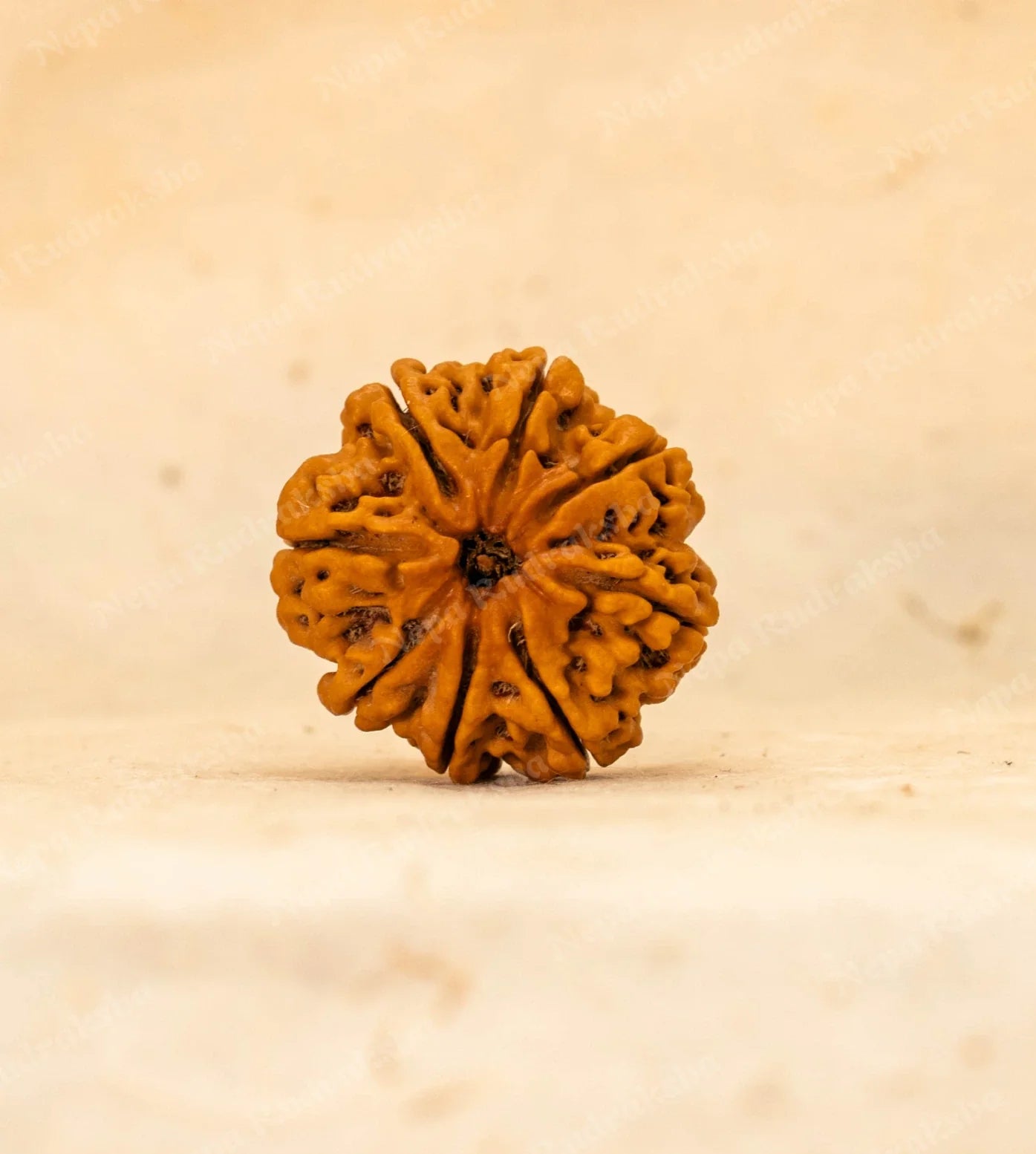 8 Mukhi Rudraksha