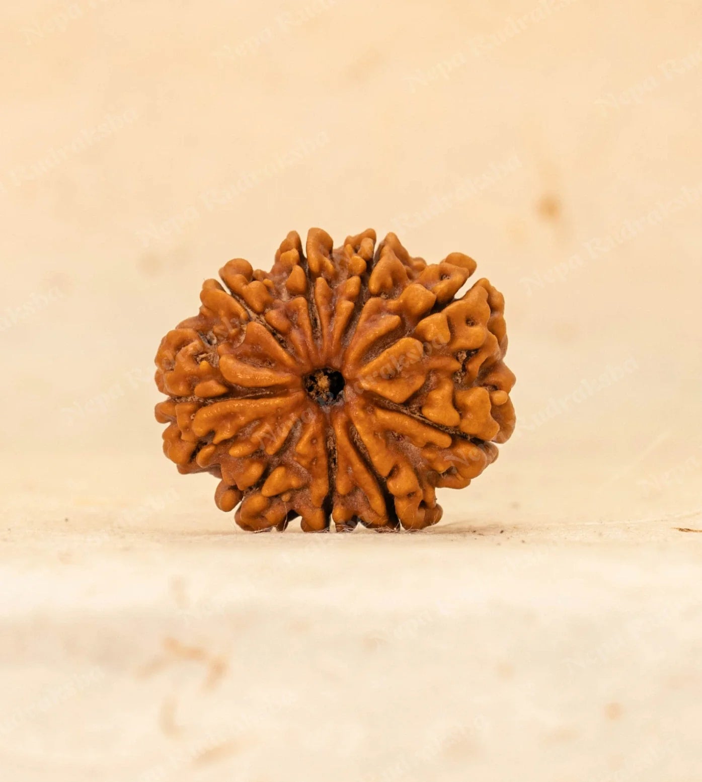 9 Mukhi Rudraksha