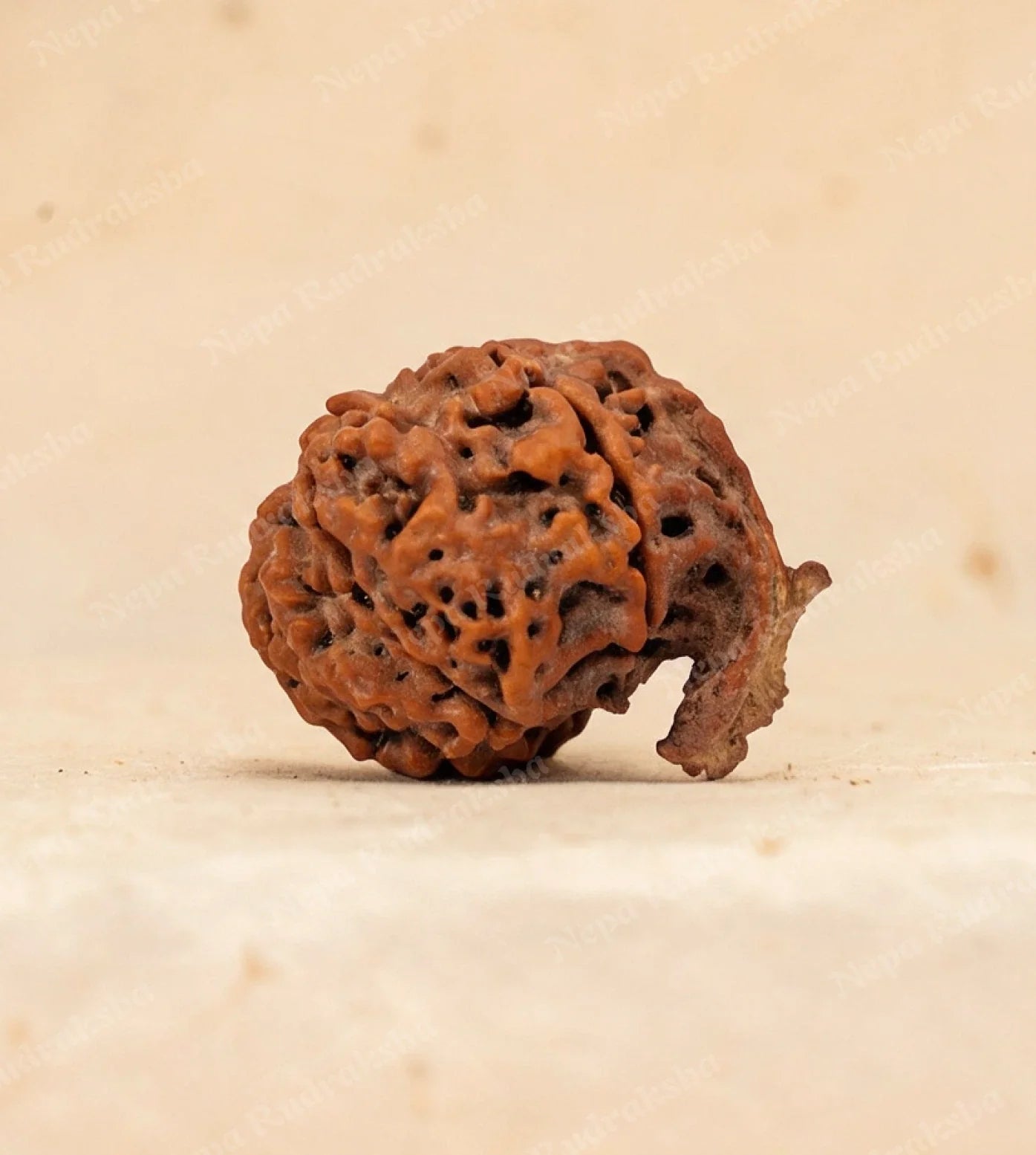 Ganesh Rudraksha