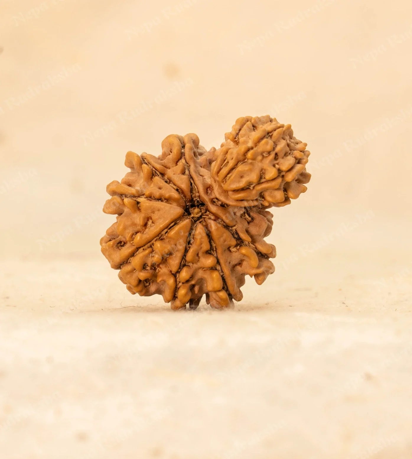 Garbha Gauri Rudraksha