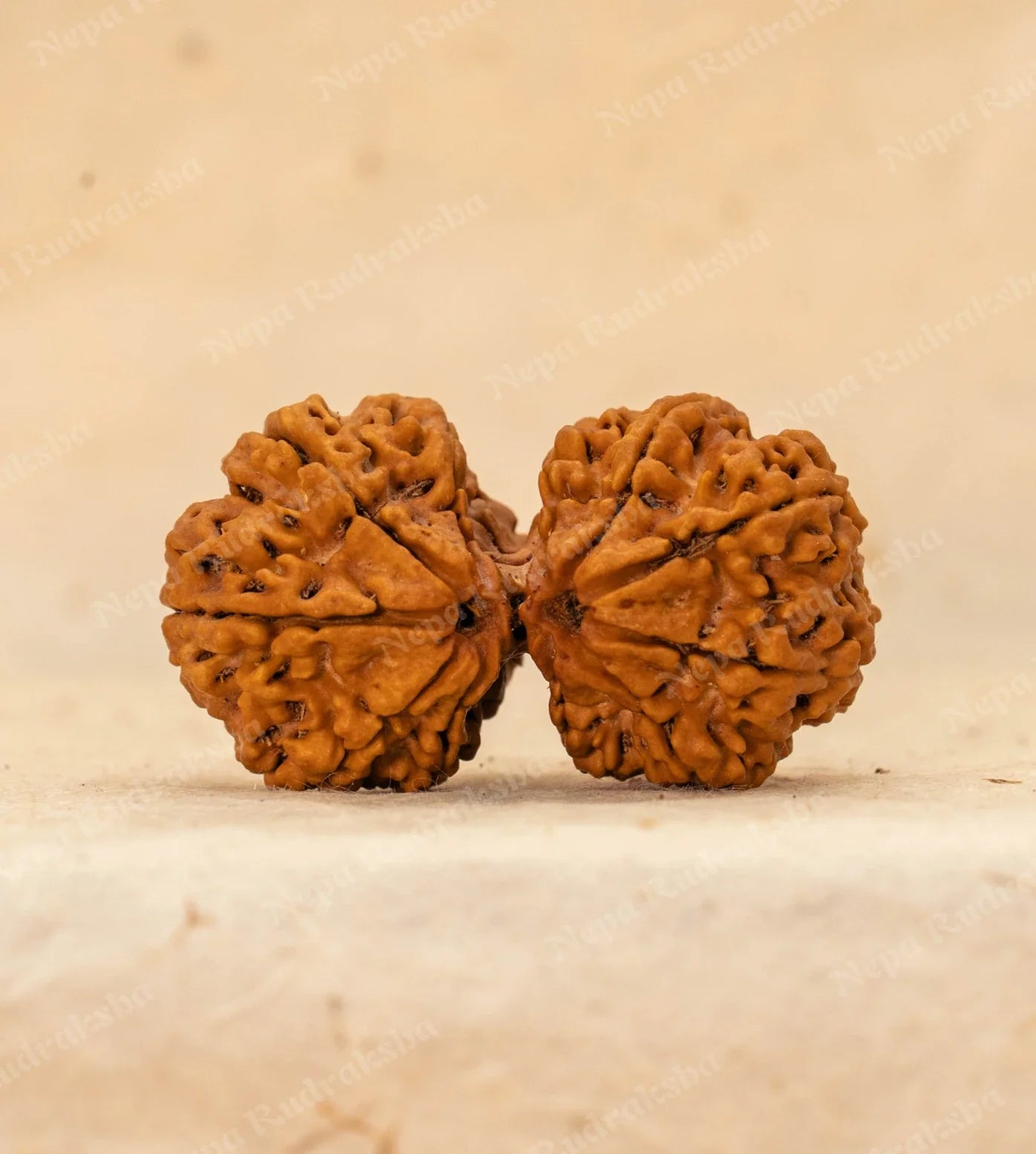 Gauri Shankar Rudraksha