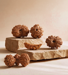 Rudraksha