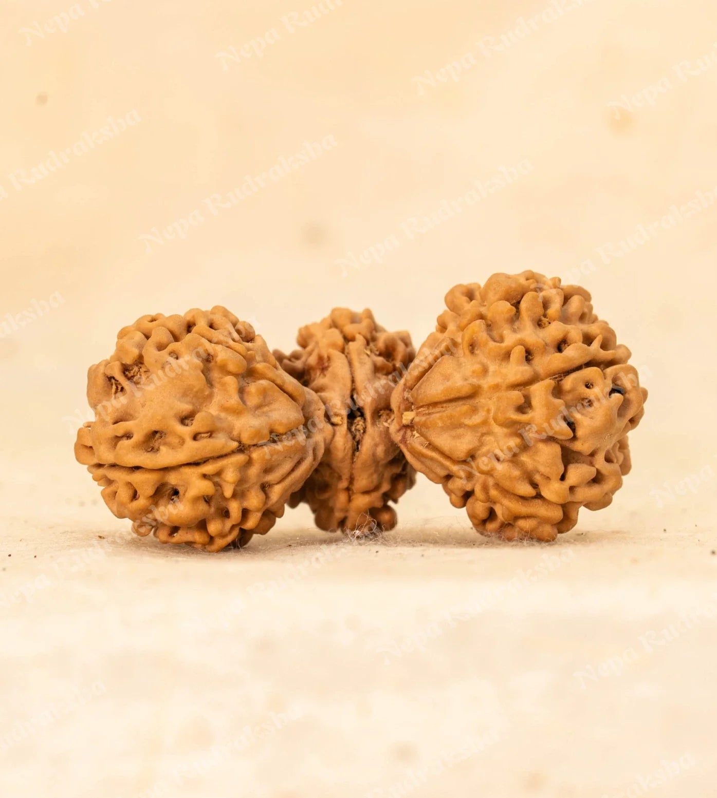 Trijuti Rudraksha