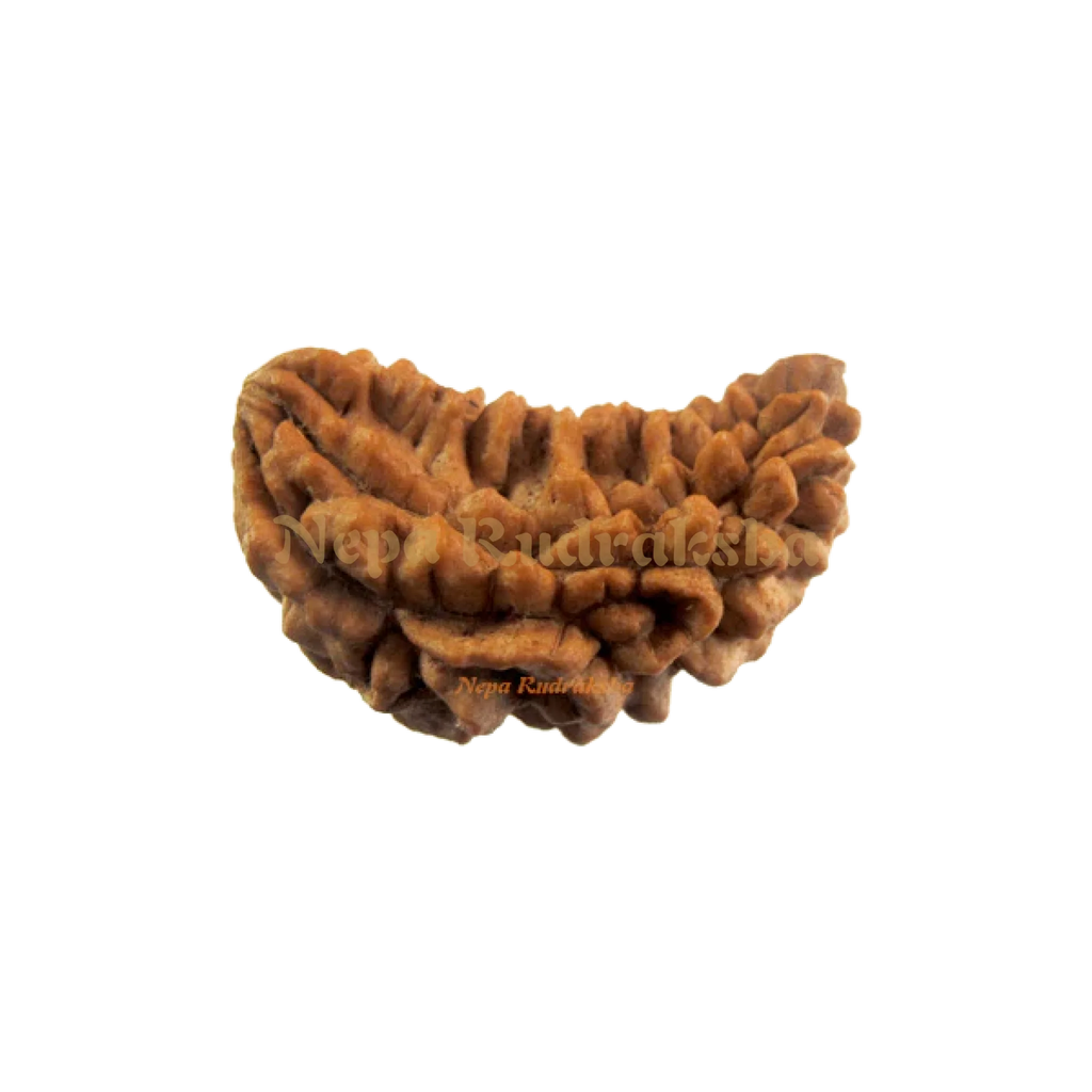 Moon Shaped Indian Ek Mukhi Rudraksha