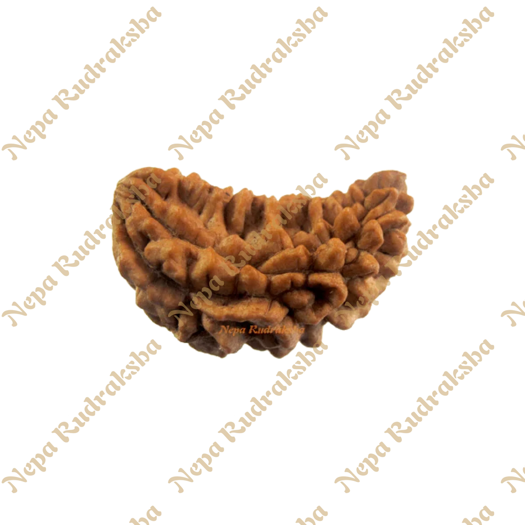 Moon Shaped Indian Ek Mukhi Rudraksha