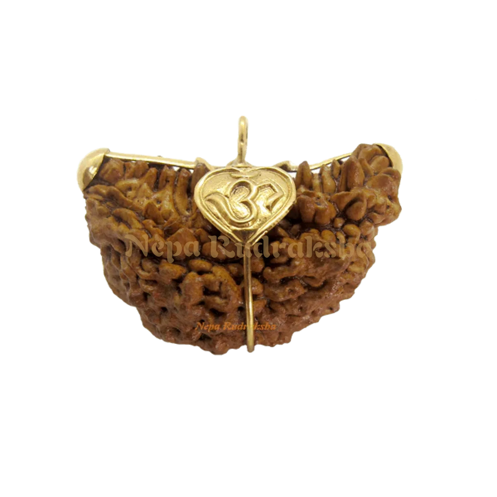 1 Mukhi Moon Shape India Rudraksha