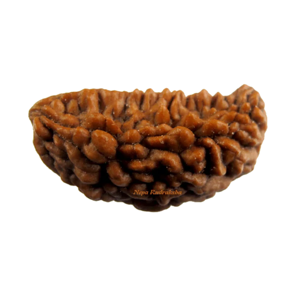 Indian 1 Mukhi Rudraksha