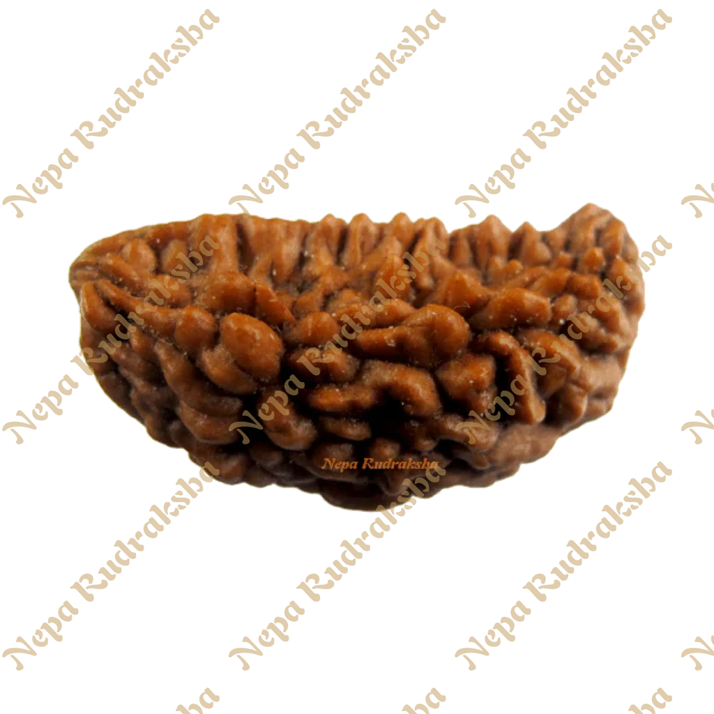 Indian 1 Mukhi Rudraksha