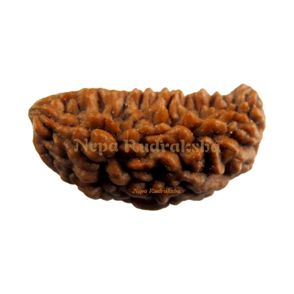 Indian 1 Mukhi Rudraksha