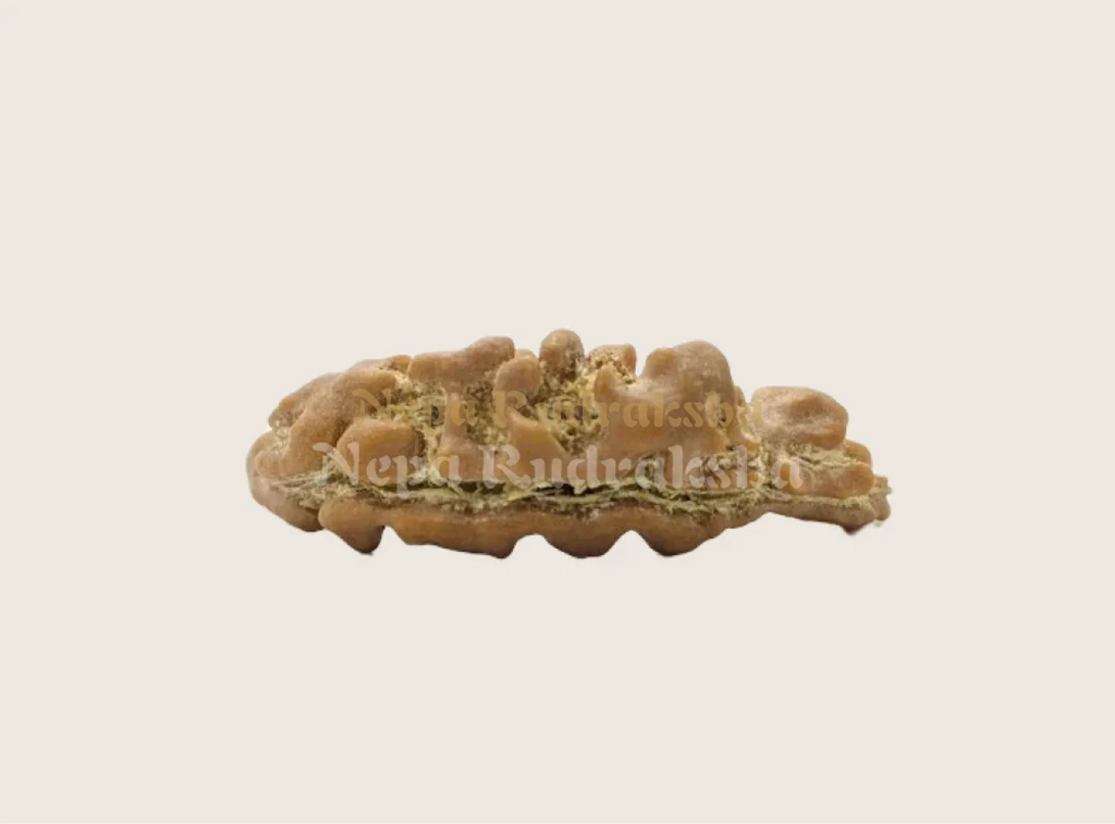 Nepali moon shaped ek mukhi rudraksha